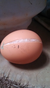 Frozen eggs expand and split